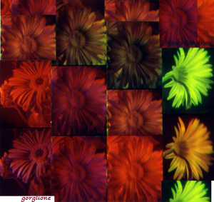 Gerbera daisies multicolor holograms by n Gorglione all rights reserved